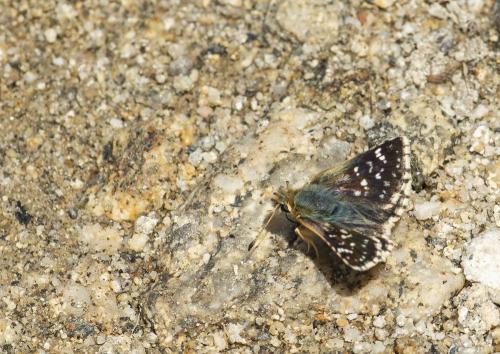 Réf. 261 345 : Spialia sertorius